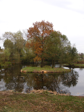 Tree clearing begins, improving aesthetics and accessability.